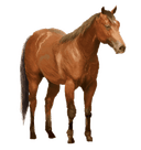 Cavalo