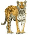 Tigre