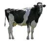 Vaca
